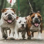 The Bulldog – Your New Best Friend