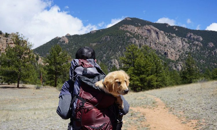 The Challenges Of Travelling With Your Dog
