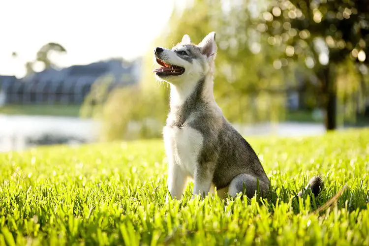 Size, appearance and shedding