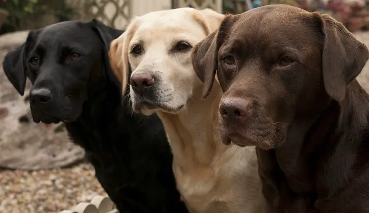 Common Coat Colors in Labrador Retrievers