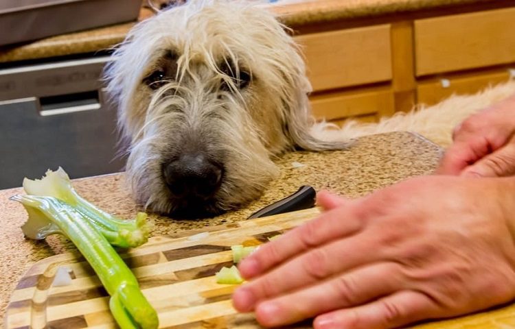 The Perks of Celery in Doggies