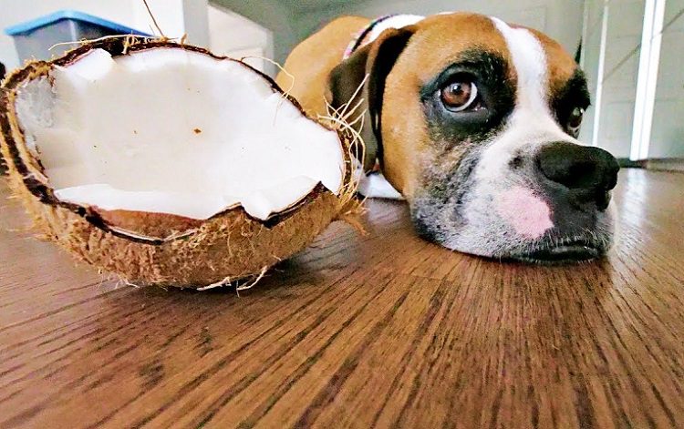 Are Coconuts Safe For Dogs?