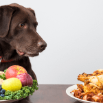 What Human Food Can I Feed My Diabetic Dog?