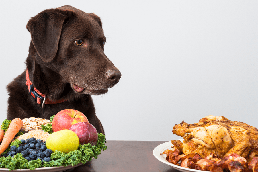 What Human Food Can I Feed My Diabetic Dog?