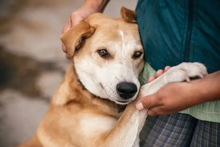 Can Dogs Feel Real Emotions?