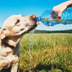 Excessive Thirst in Dogs: Why Is My Dog Drinking So Much Water