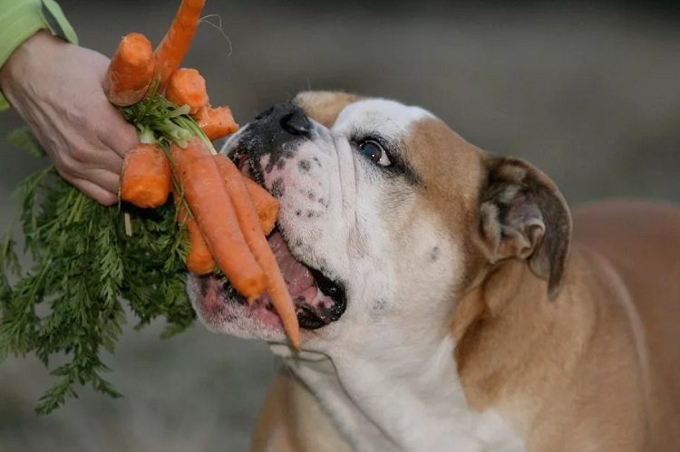 The Human Foods You Can Feed your Diabetic Dog