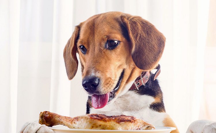 How much fat should my diabetic dog be eating?