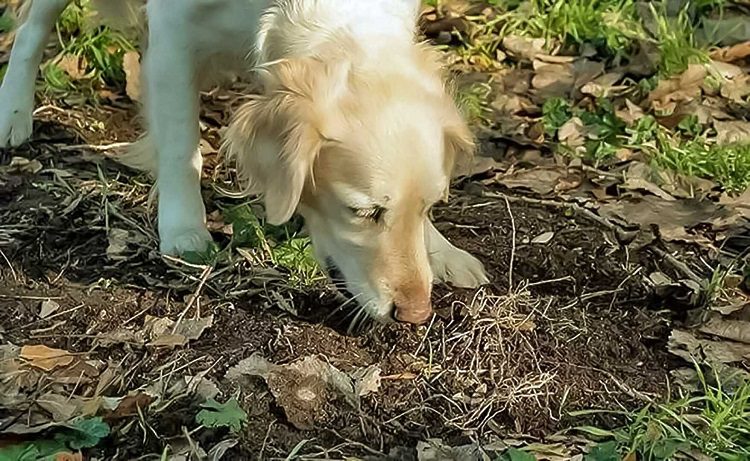 Why Do Dogs Eat Dirt And How To Address The Behavior