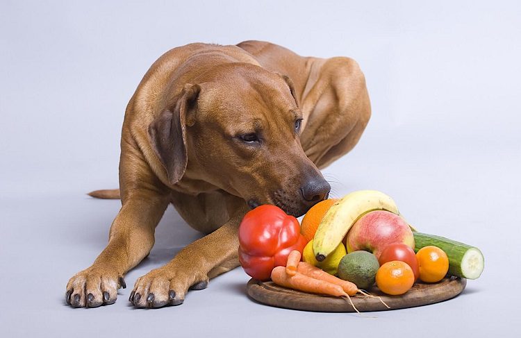 can dog eating veggies
