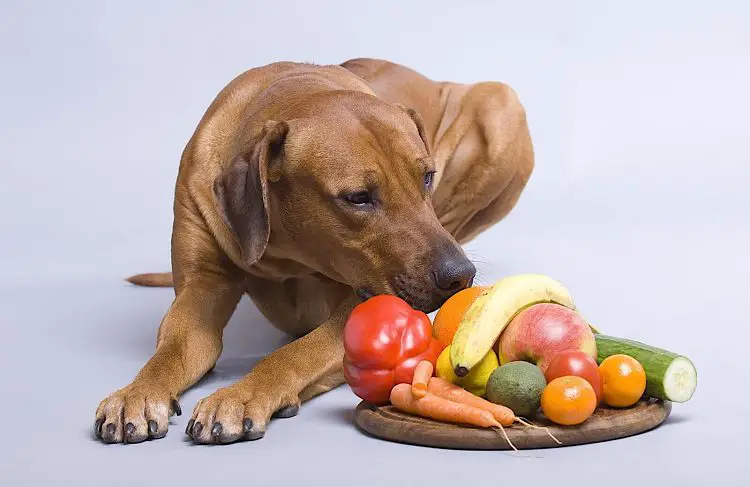 can dog eating veggies
