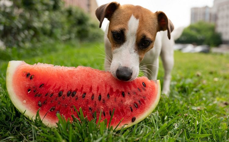 can dogs eat fruits
