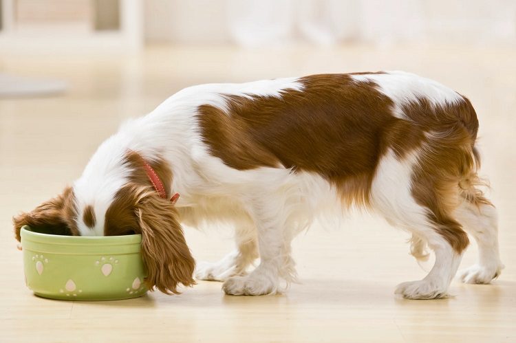 What is The Nutritive Value For Cashews For Dogs?