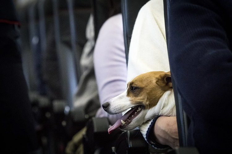 Tips For Comfortable Dog Airplane Travel