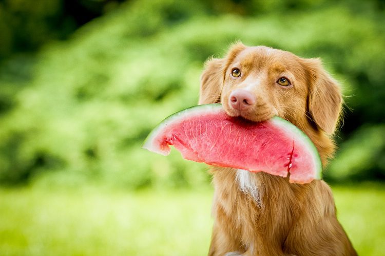 6 Extra Tips to Prevent Dog Diabetes