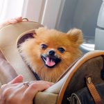 Flying With A Dog – The Top 6 Must Have Items