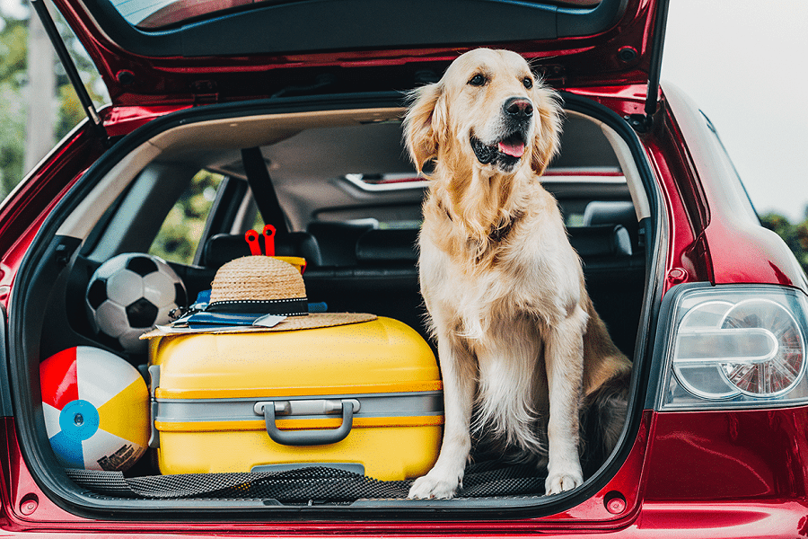 How To Travel With Your Dog: The Essential Dog Travel Accessories