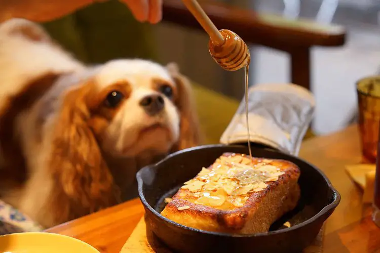 Giving Your Dog Honey