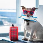 Top 6 Tips For Traveling With A Dog