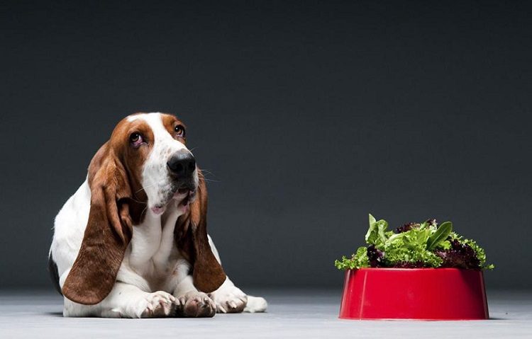 Is Lettuce Toxic For Dogs?