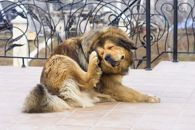 Nervous Scratching and Chewing On Self