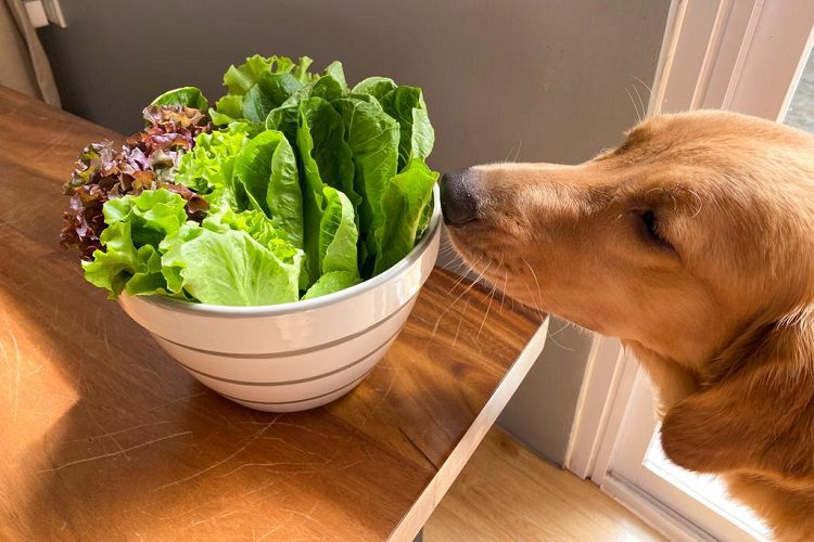 How Much Lettuce Can You Give Your Dog?