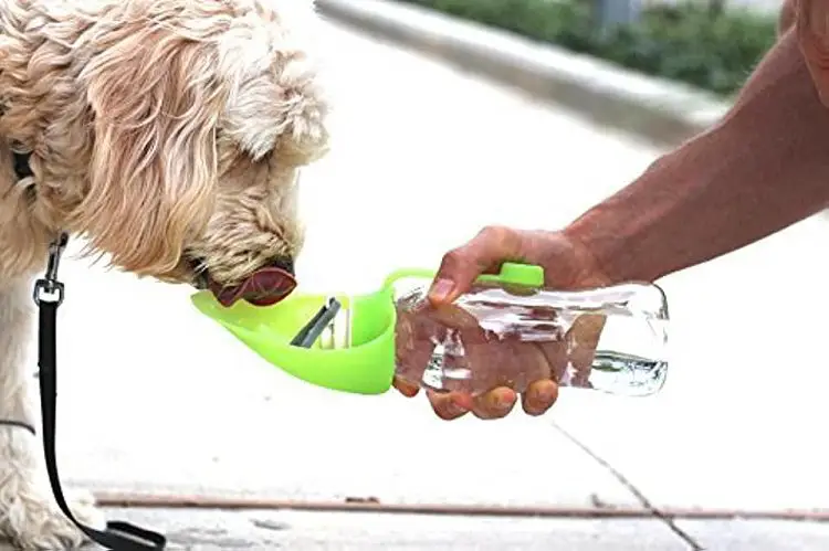 Dog Food And Water