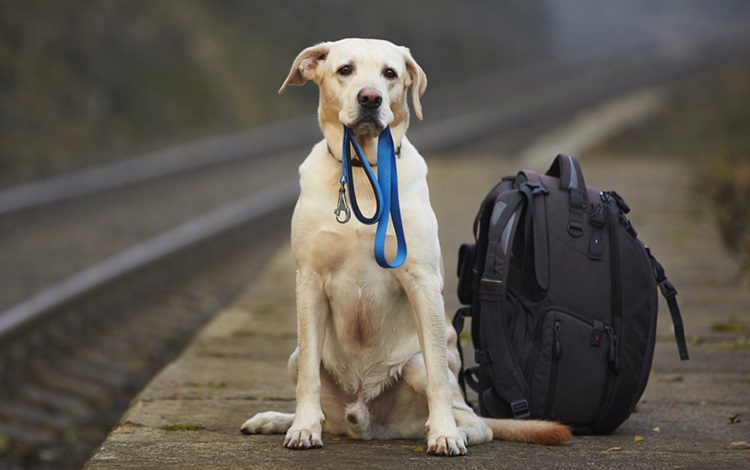 Make Sure Your Dog Has Obedience Training