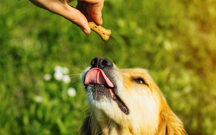 Can I still give my diabetic dog treats?