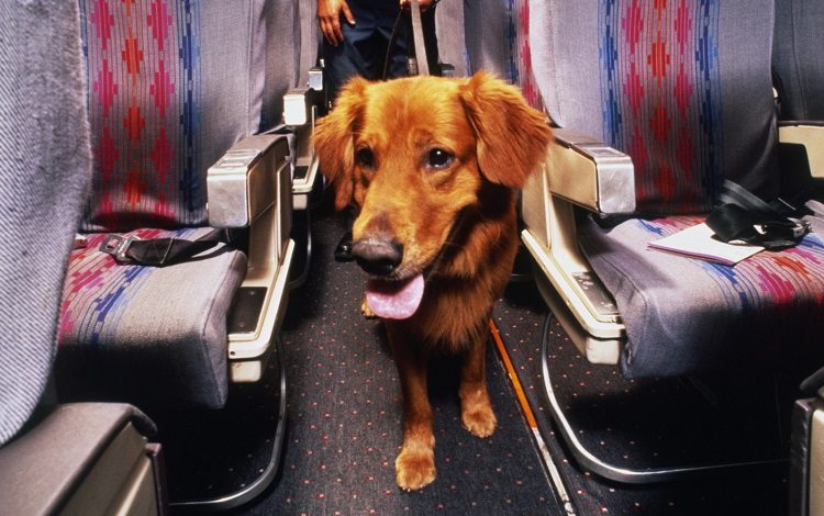 Be Prepared For Traveling With A Dog On A Plane
