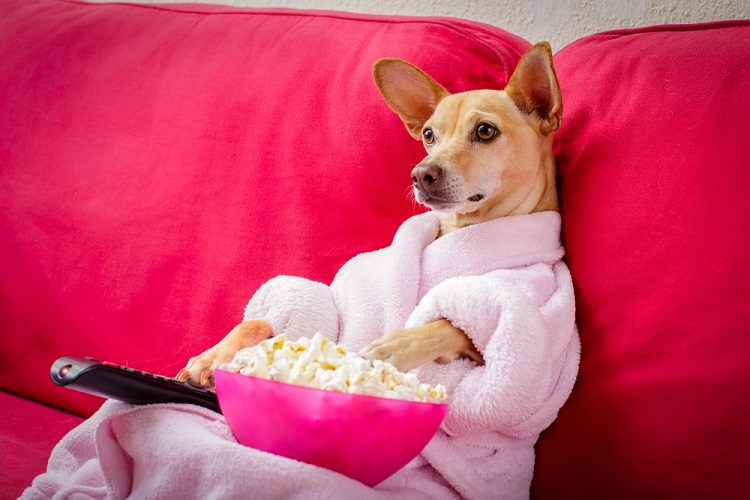 Can a Dog be Given Pop Corn?