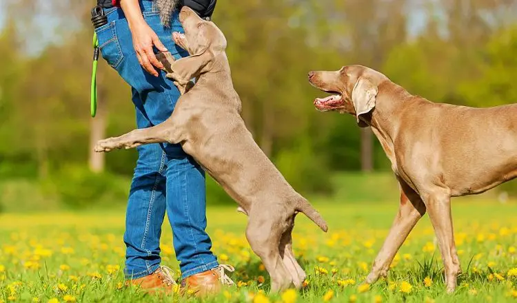 Why Do Dogs Jump on People?