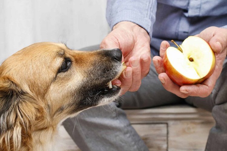 What sort of carbs should my diabetic dog eat?