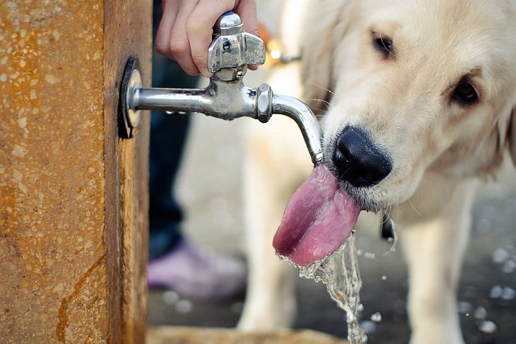 The Most Common Reasons for Excessive Thirst in Dogs