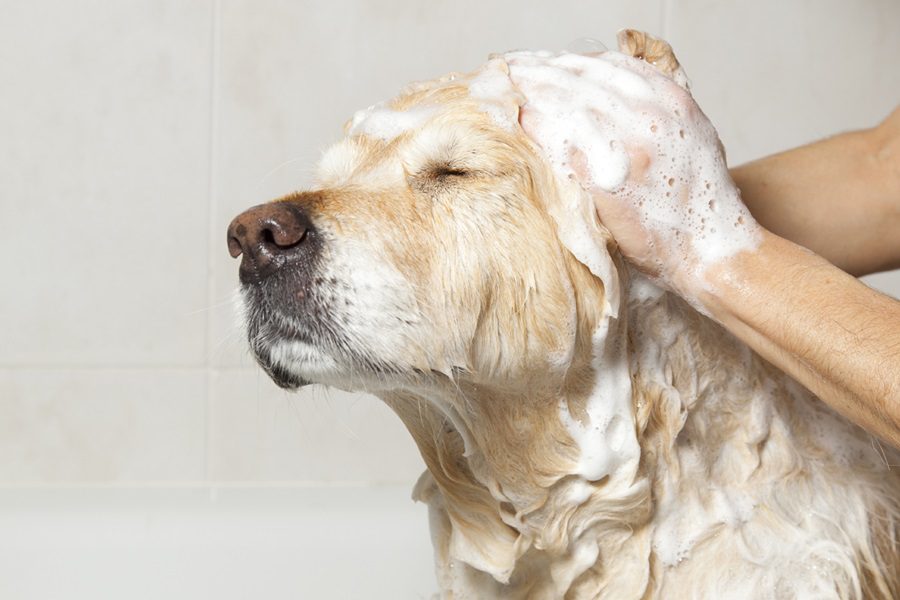 Can You Use Baby Shampoo On Dogs
