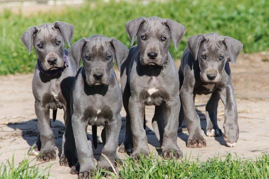 Truth About Great Dane Price - How Much Do Great Danes Cost?