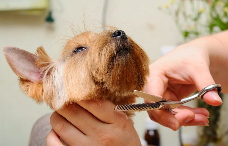 Not Keeping Your Dog Properly Groomed