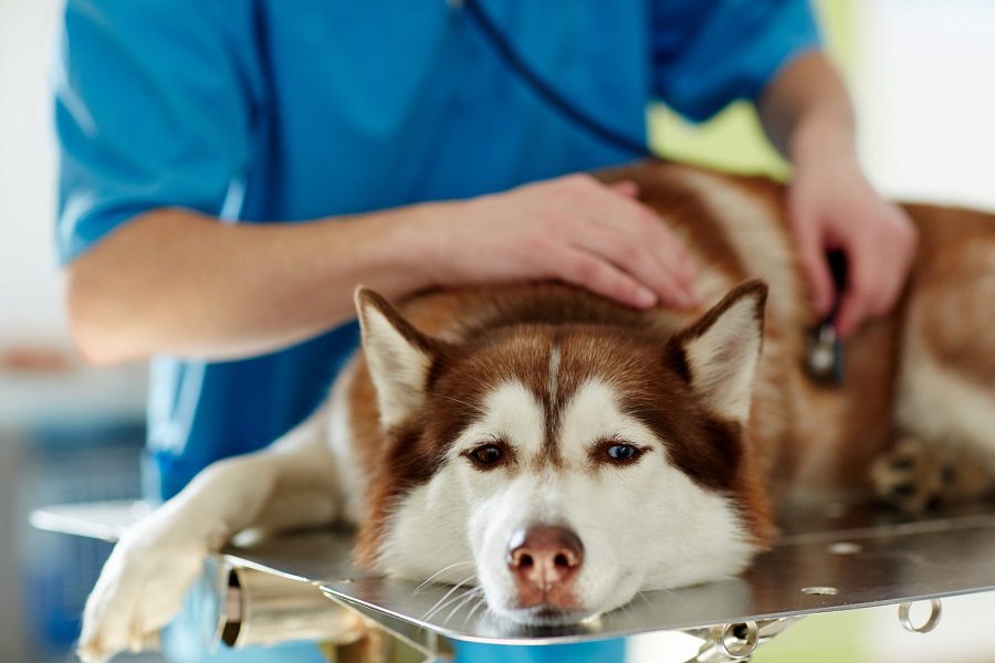 10 Tips/Advices On How To Prevent Diabetes In Dogs