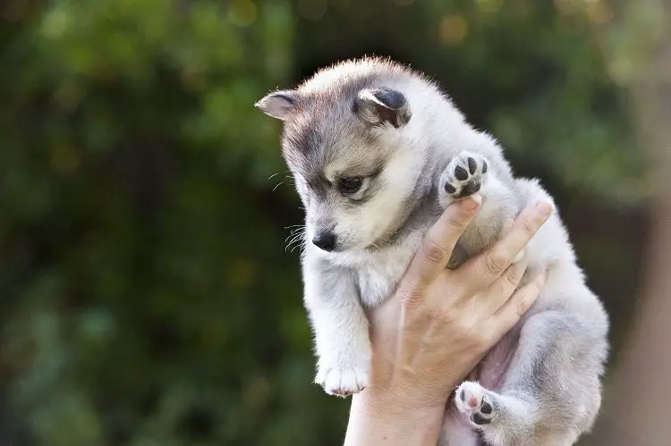 Living with the Alaskan Klee Kai