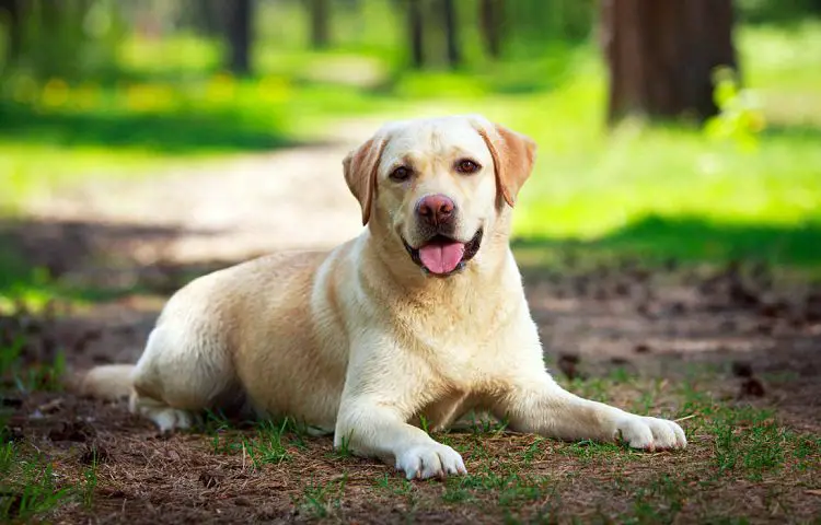 Labrador Retriever