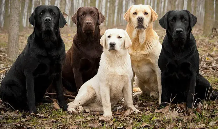 Labrador Retriever Size