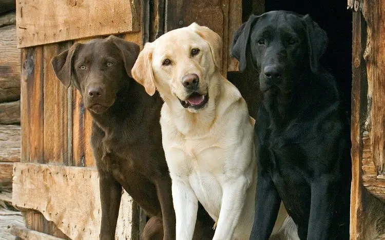 Labrador Retriever Personality Traits