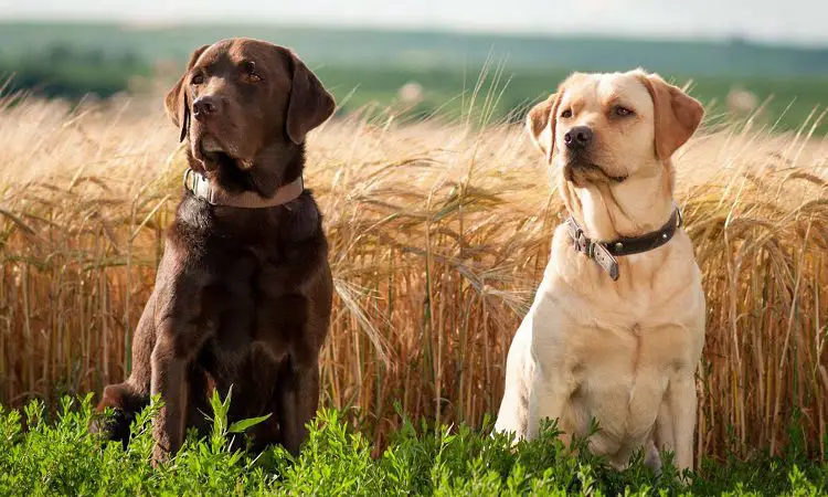 Common Characteristics of the Labrador Retriever