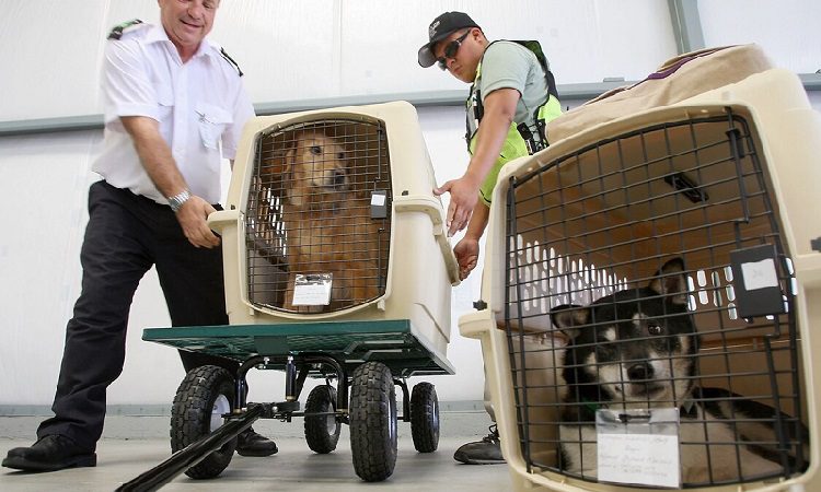 Airplane Dog Crate