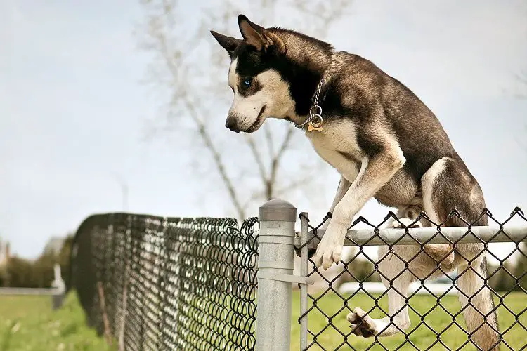 malamute escaping