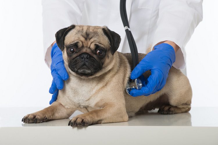 Why Do Dogs Get Diabetes?