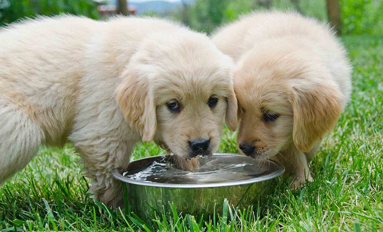 Treatment for Excessive Thirst in Dogs