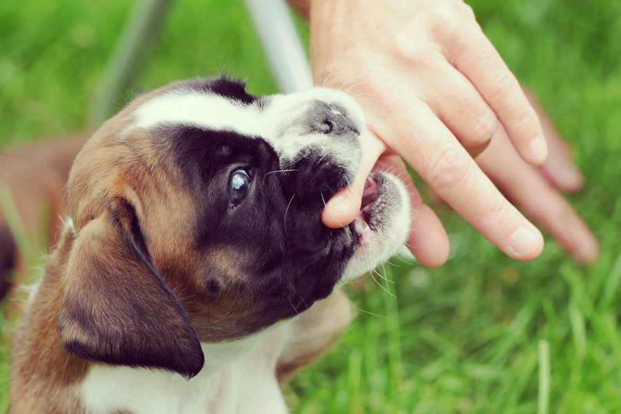 When Does Puppy Biting and Nipping Become a Problem? Learn How to Handle this Behavior
