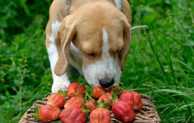 Food Timing