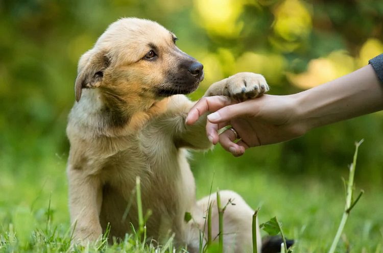 If Pawing Becomes a Nuisance, How Can I Change My Dogs Behavior?